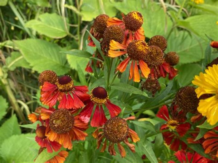 How do you care for helenium