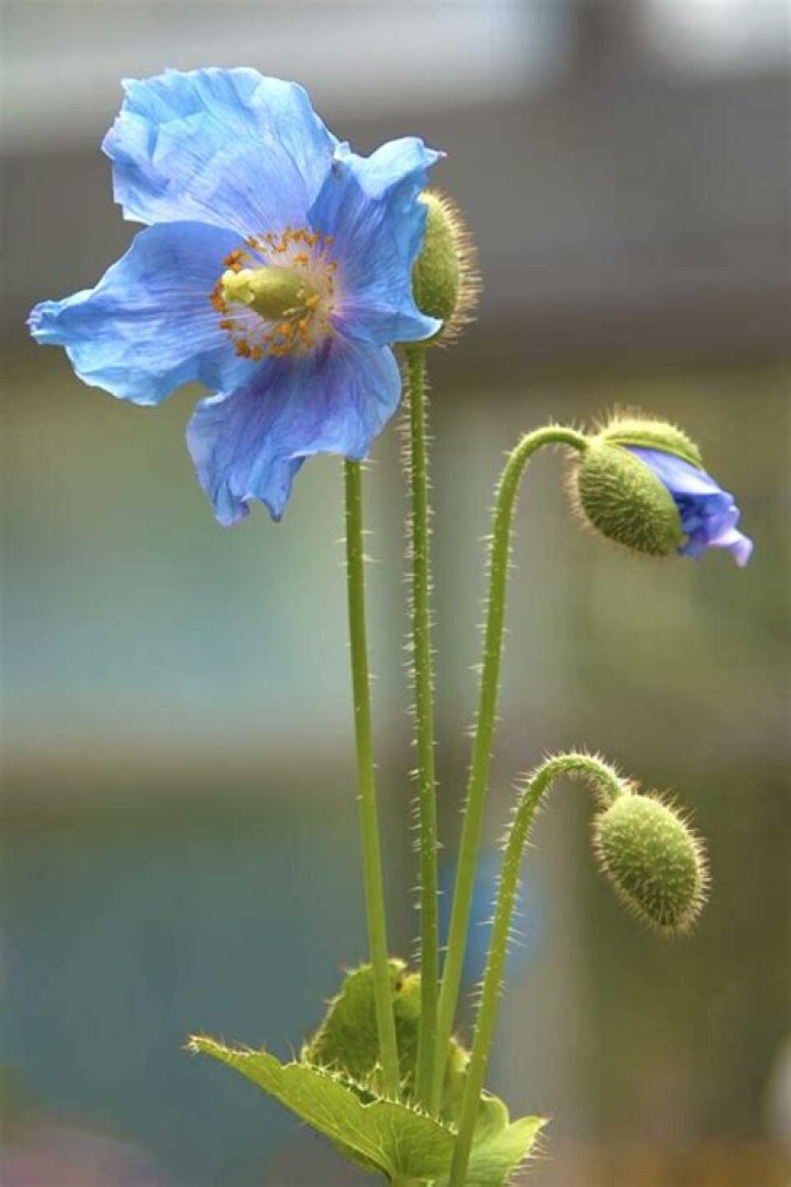 How do you care for Himalayan poppies