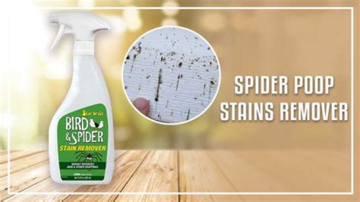 How do you clean spider droppings