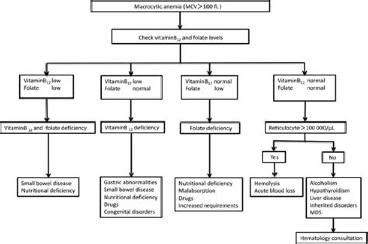 How do you code macrocytic anemia