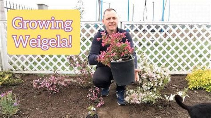 How do you fertilize weigela