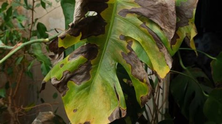 How do you fix burnt plant leaves