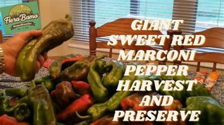 How do you freeze Marconi peppers