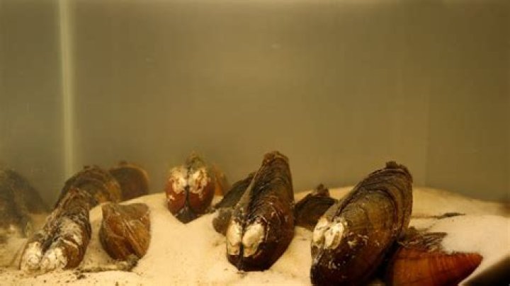 How do you gather mussels