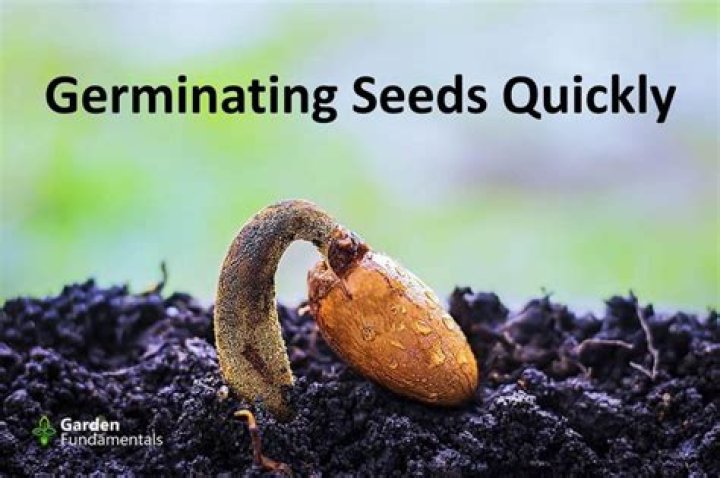 How do you germinate marang seeds