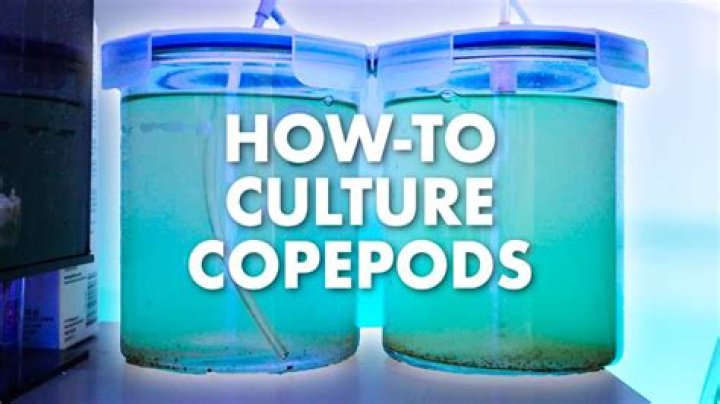 How do you get copepods in your tank
