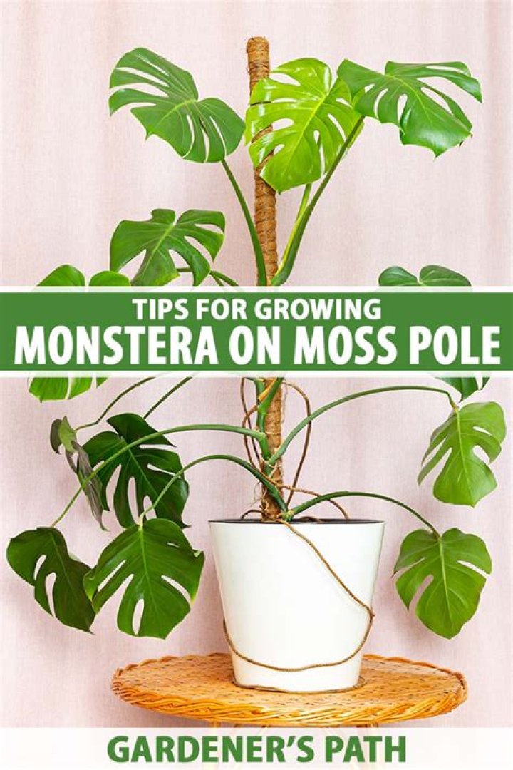 How do you get Monstera to flower