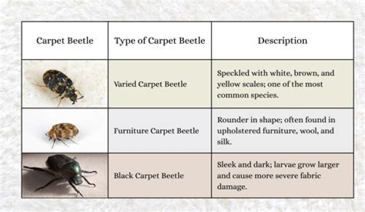 How do you get rid of carpet bugs