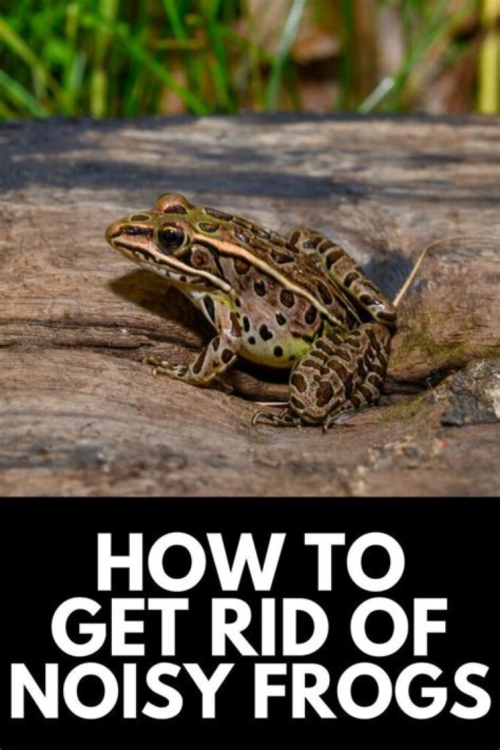 How do you get rid of noisy frogs