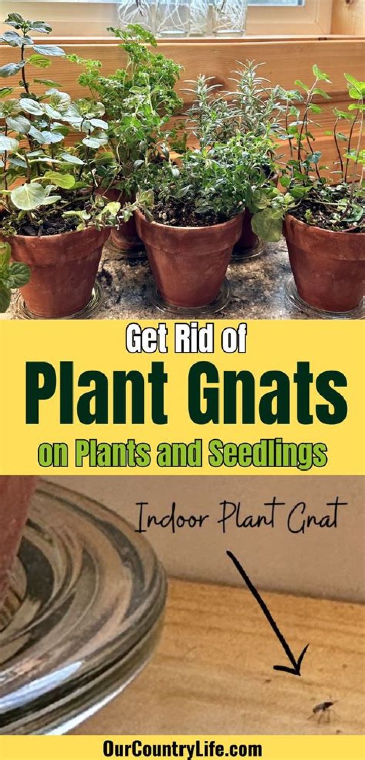 How do you get rid of plant spots