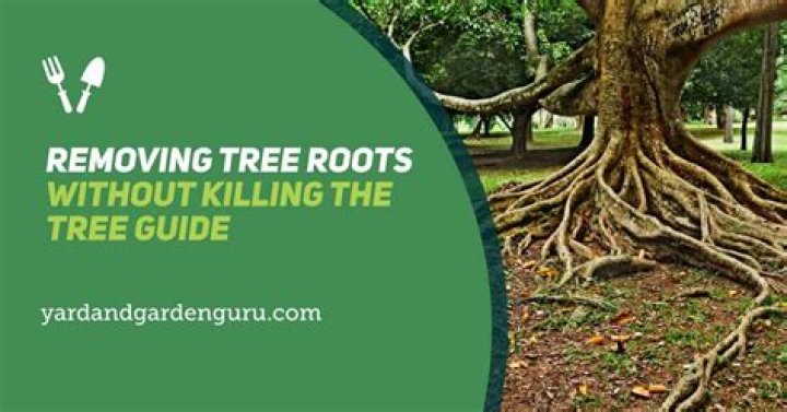 How do you get rid of tree roots under foundation