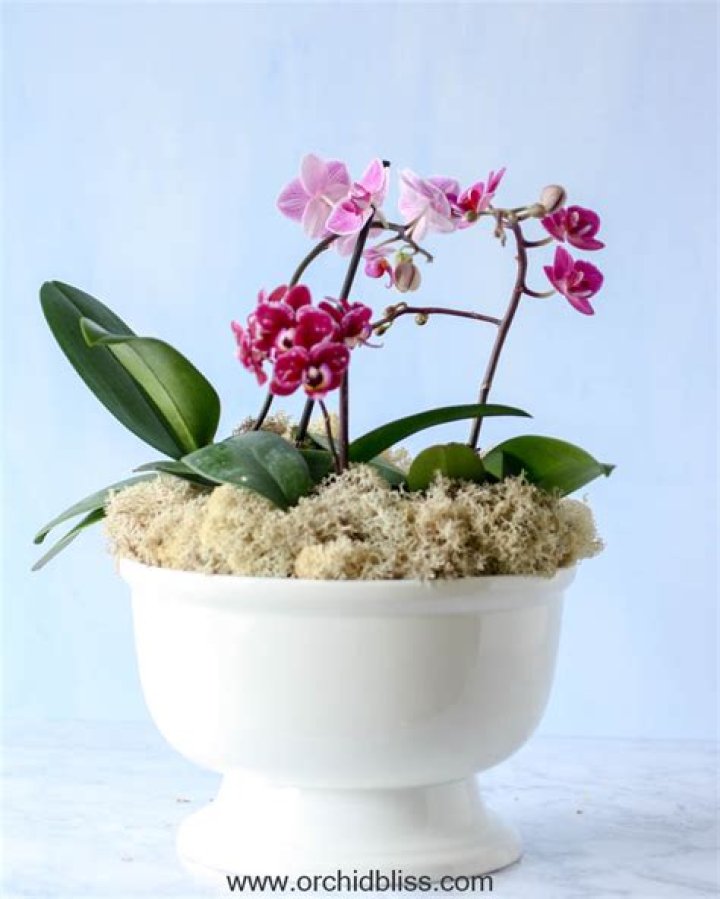 How do you group orchids together