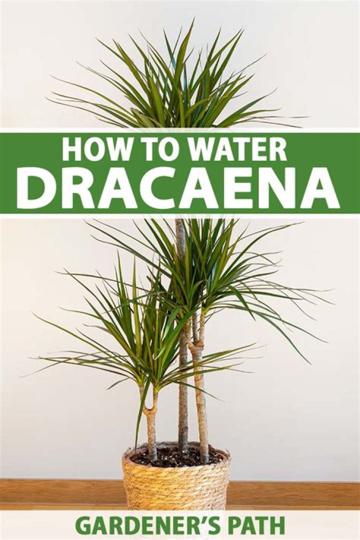 How do you grow a Dracena Reflexa