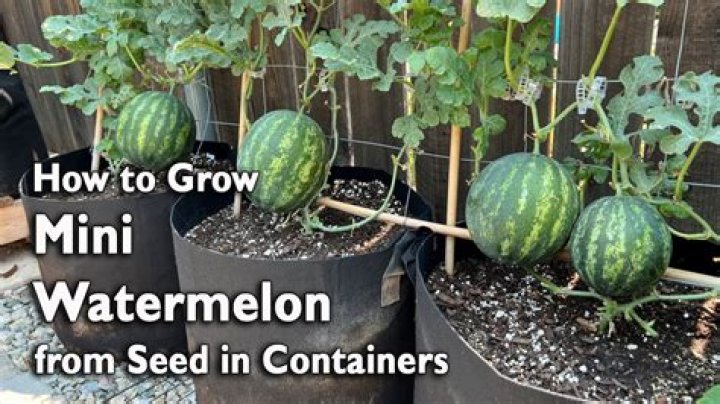 How do you grow a mini watermelon