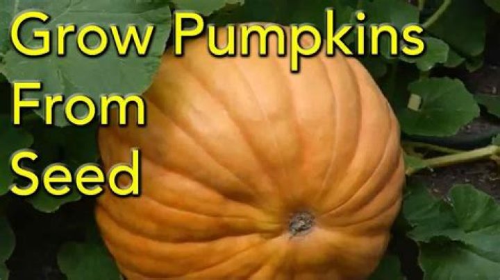 How do you grow a perfect pumpkin