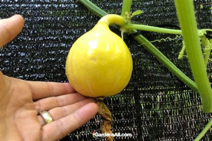 How do you grow a red kuri squash