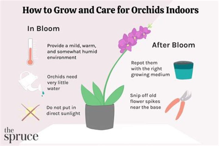 How do you grow an orchid on wood