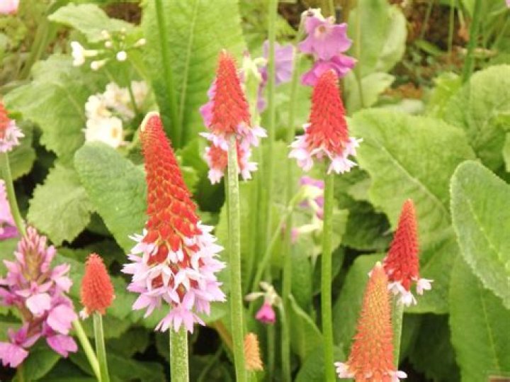 How do you grow the perfect tulip