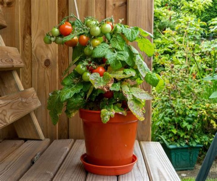 How do you grow tomatoes in Georgia