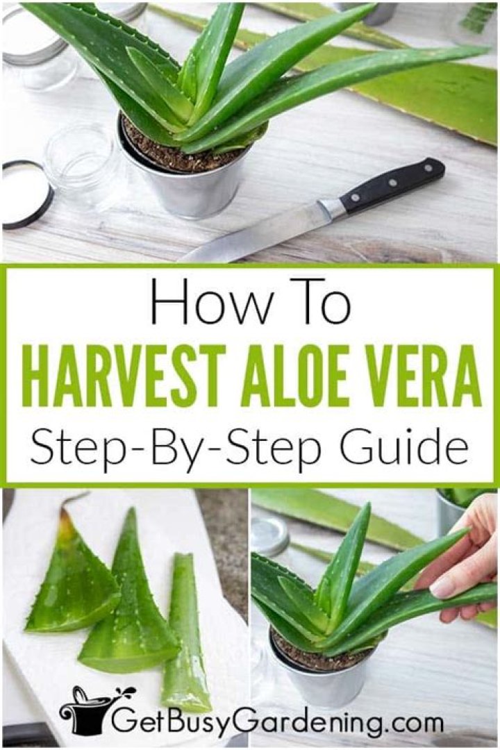 How do you harvest aloe vera leaf