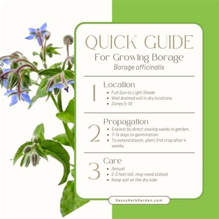 How do you identify borage plants