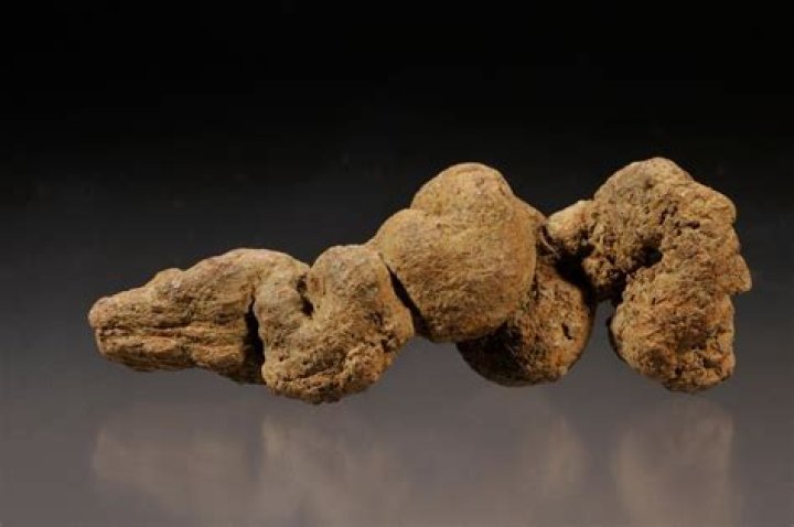 How do you identify dinosaur poop