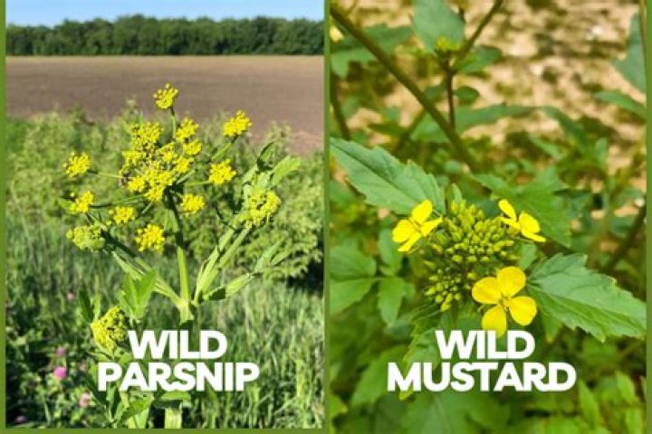How do you identify wild parsnips