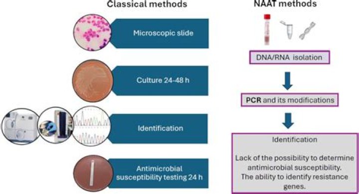 How do you isolate N. gonorrhoeae