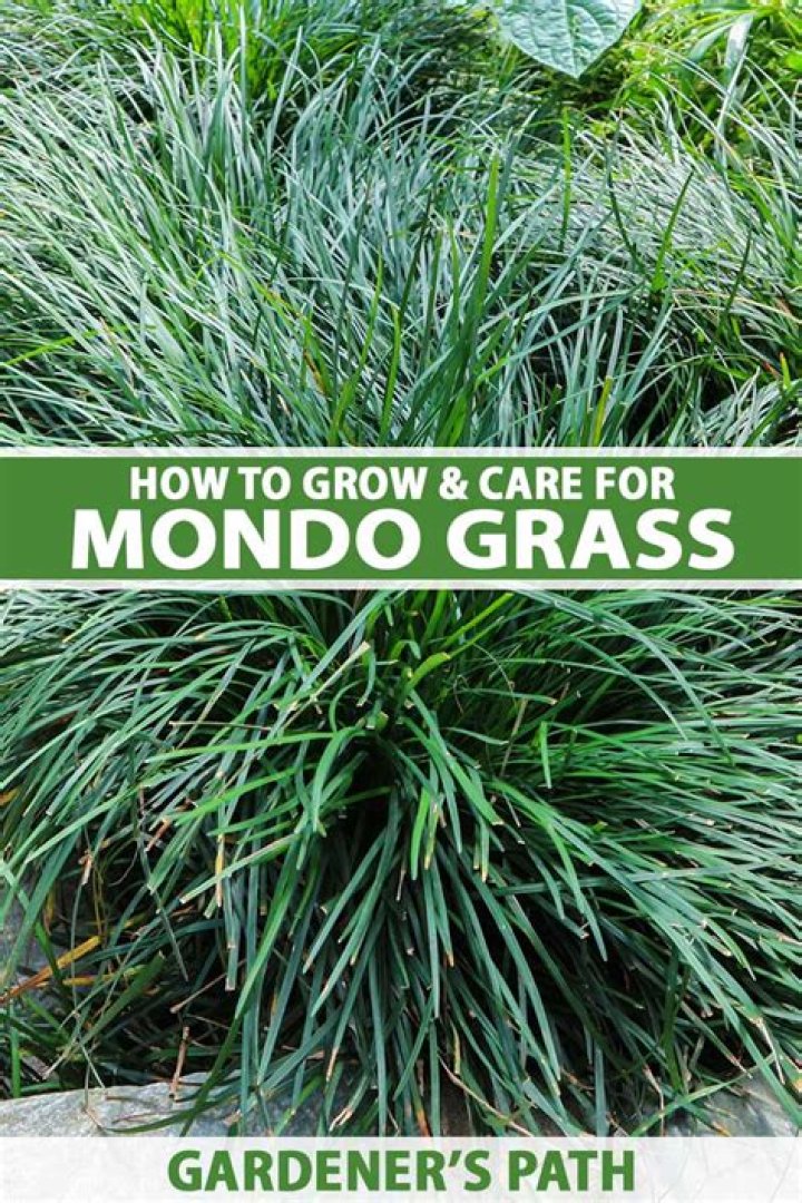 How do you keep mondo grass green