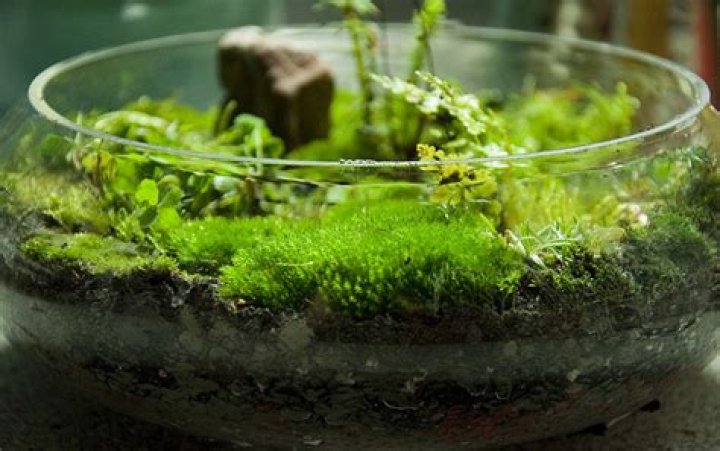 How do you keep moss plants alive