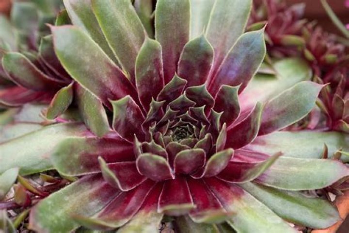 How do you keep sempervivum alive
