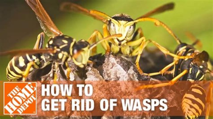 How do you keep wasps out of sand
