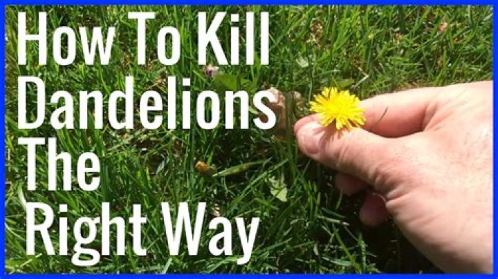How do you kill dandelions and daisies