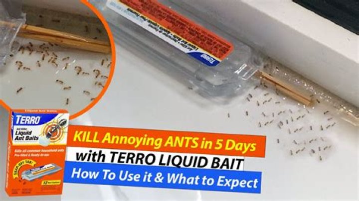 How do you kill thousands of ants