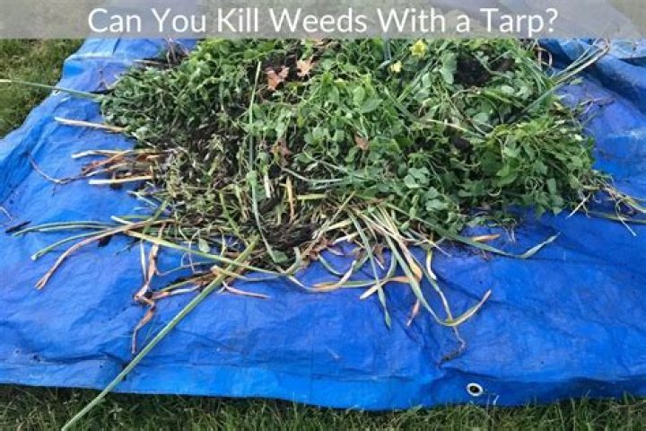 How do you kill weeds with a tarp