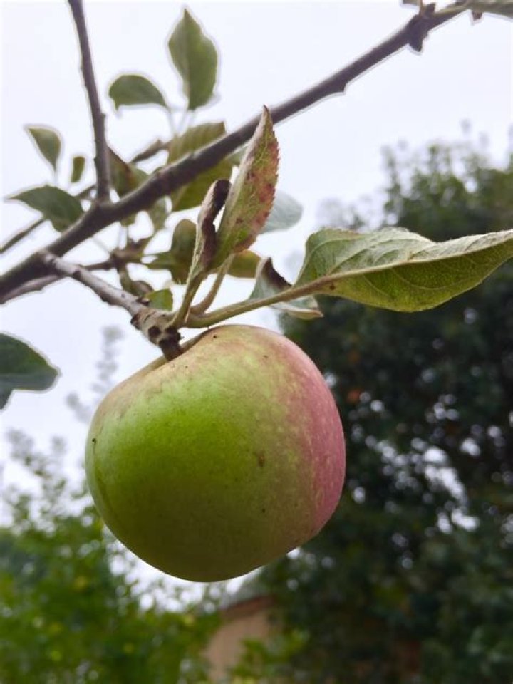 How do you know when a Gravenstein apple is ripe