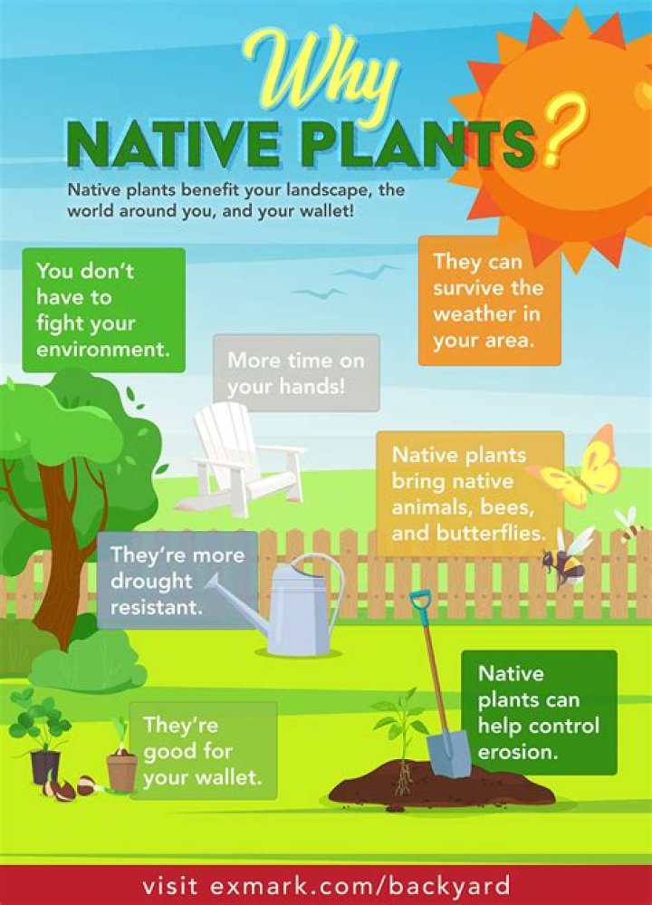 How do you maintain native plants