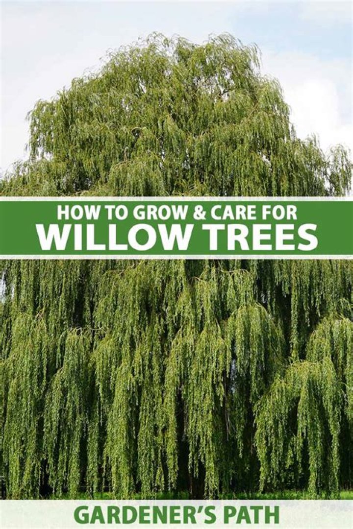 How do you plant a willow sapling