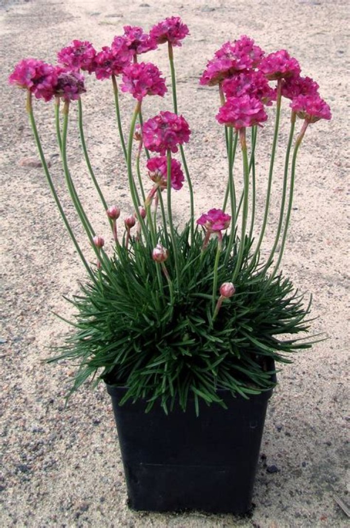 How do you plant an Armeria plant