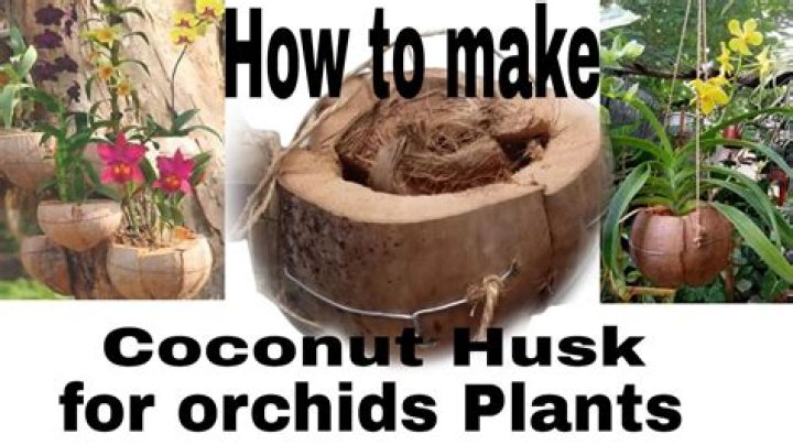 How do you plant an orchid in coconut husk