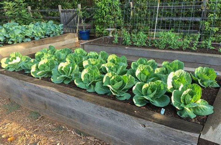 How do you plant sprouted cabbage