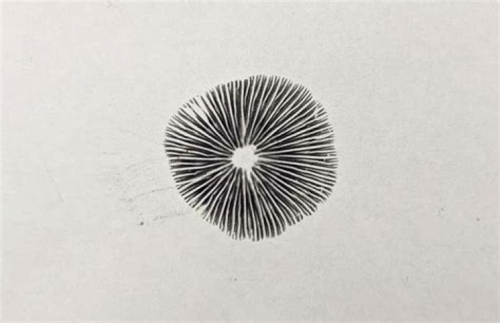 How do you preserve a spore print