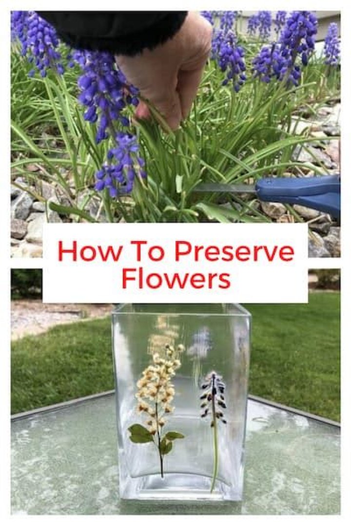 How do you preserve stock flowers
