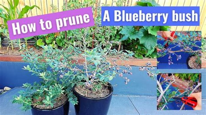 How do you prune a blue mist Bush