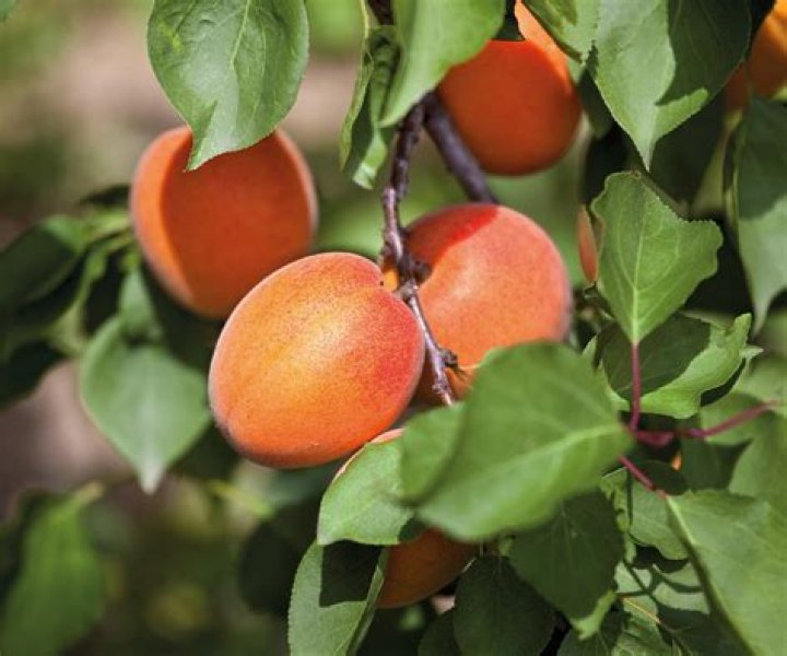 How do you revive an apricot tree