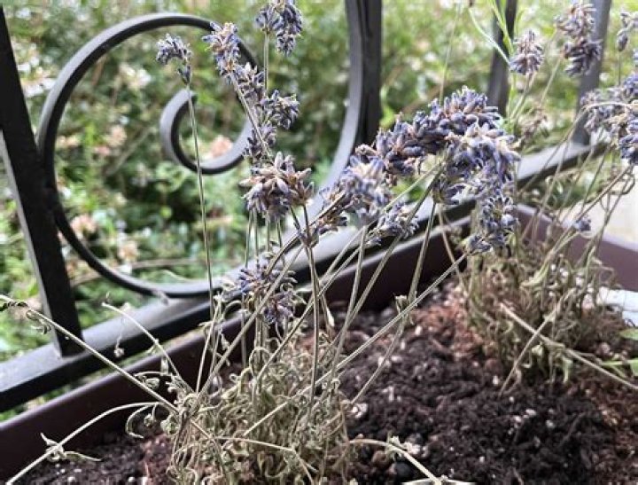 How do you revive droopy lavender