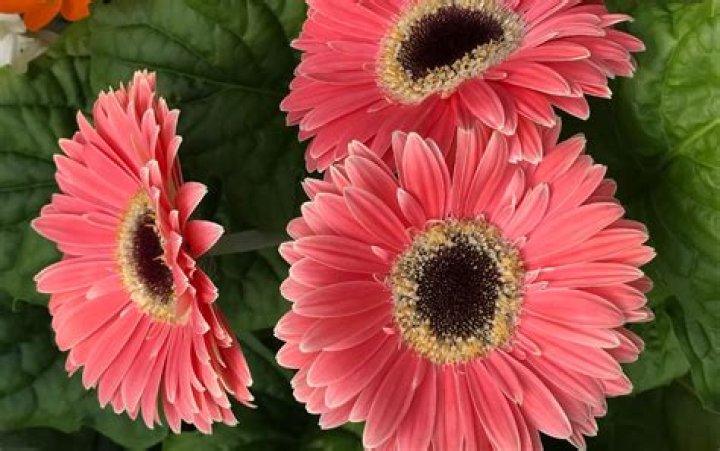 How do you revive gerbera daisies
