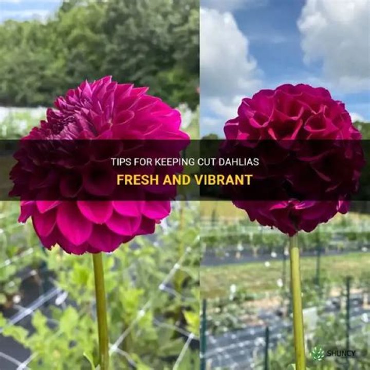 How do you revive wilting dahlias