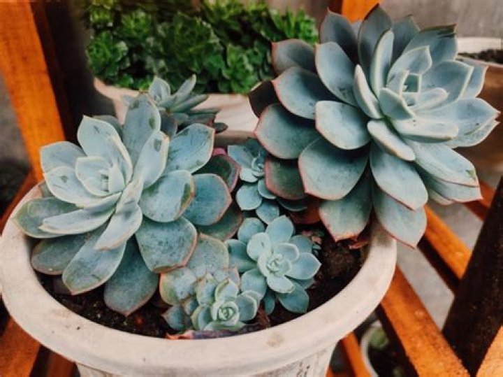 How do you save a dying Echeveria