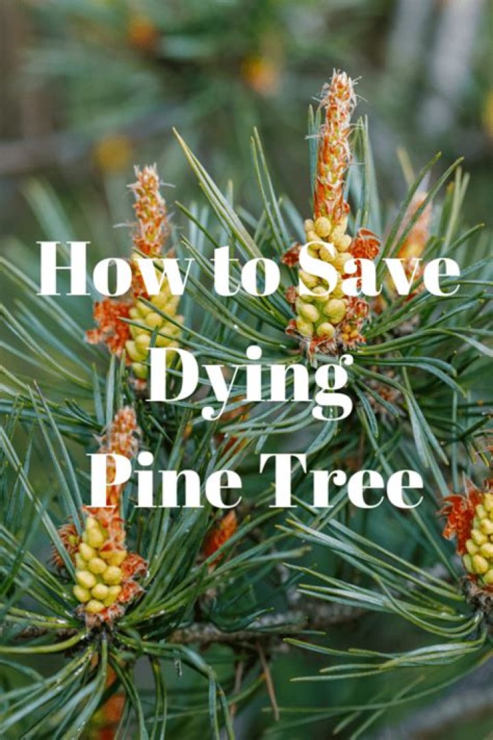 How do you save a dying mugo pine